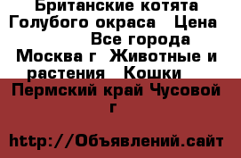 Британские котята Голубого окраса › Цена ­ 8 000 - Все города, Москва г. Животные и растения » Кошки   . Пермский край,Чусовой г.